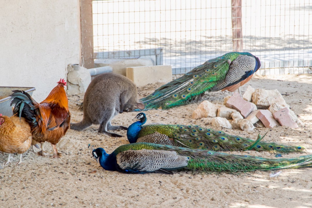  Park kamila Mazotos Kipar 